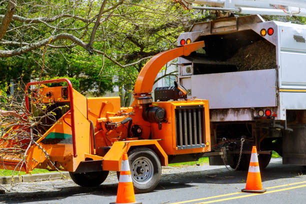 Best Tree Stump Removal  in Coweta, OK